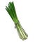 drawing lemongrass isolated at white background