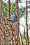 Drawing with oil paint. A pigeon rests on a tree in the park.