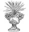 Drawing of Old Antique Ornamental Stone Goblet or Vase With Yucca Plant