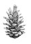 Drawing of pine cone