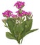 Drawing of Pink Kalanchoe flower