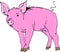 Drawing of a pink piggy on a white background