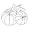 Drawing of a pumpkin. Composition of pumpkins.