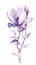 A drawing of a purple flower on a white background, magnolia flowers.