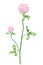Drawing of a Red clover Trifolium pratense twig