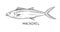 Drawing sea fauna vector linear