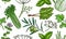 drawing seamless pattern with greenery at white background