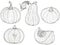 Drawing set of black and white pumpkins