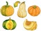 Drawing set of orange, green, yellow pumpkins