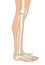 Drawing with Skeleton, Acupuncture Point GB40 Qiuxu, Gall Bladder