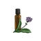 drawing spikenard essential oil