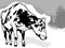 Drawing of Spotted Dairy Cow from Front View