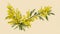 Drawing sprig of blooming mimosa on beige-pink background. Beautiful delicate twig bloom yellow spring flower