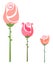 Drawing of three colorful roses with thorns vector or color illustration