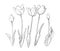 Drawing of tulip flowers monochrome illustration. Tulips line graphic design elements