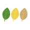 Drawing of a variety of colored leaves isolated on white background