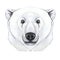 Drawing with watercolor of predator mammal polar bear, artic, portrait of polar bear