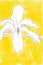Drawing of a white magnolia on yellow background
