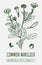 Drawings of calendula COMMON MARIGOLD. Hand drawn illustration. Latin name Calendula officinalis L