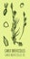 Drawings of sedge parva. Hand drawn illustration. Latin name Carex brevicollis
