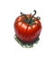 Drawings of tomatoes can be used as illustrations in art work.