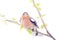 drawings watercolor style. Spring red Chaffinch bird