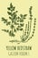 Drawings YELLOW BEDSTRAW. Hand drawn illustration. Latin name GALIUM VERUM L.