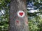 Drawn bright red hearts with a white background on the bark of an old tree. Designations for athletes, cyclists, scouts