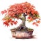 Drawn and Colored of bonsai maple tree on white background - Watercolor art illustration