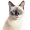 Drawn and Colored of Cute Siamese Cat Face on White Background
