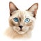 Drawn and Colored of Cute Siamese Cat Face on White Background