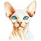 Drawn and Colored of Cute Sphynx Cat Face on White Background