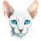 Drawn and Colored of Cute Sphynx Cat Face on White Background