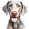 Drawn and Colored of Cute Weimaraner Dog Portrait on White Background