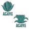drawn illustration template of agave.Vector