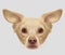 Drawn muzzle lop-eared dog