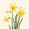Drawn, painted flowers: yellow daffodils flowers with green stem and leaves. Flowering flowers, a symbol of spring, new life