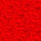 Drawn red roses seamless background. Flowers illustration front view. Pattern in romantic style for design of fabrics
