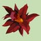 Drawn single large exotic tropical red flower