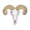 Drawn skull of a mountain sheep with horns in retro style.