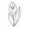 Drawn stylized tulip. Black and white vector image.