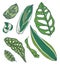 Drawn vector art collection with different exotic houseplant leaves like Calathea, Begonia, Pothos, Dracaena or Monstera