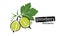 Drawn vector gooseberry on a white background