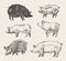 Drawn vector pigs Mangalica pork restaurant menu
