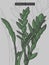 Drawn Zamioculcas zamiifolia ZZ Plant rainforest tropical plant vector illustration