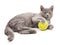 Dray cat with ball.