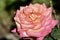 Dream Come True Grandiflora Rose, 1.