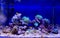 Dream coral reef aquarium saltwater tank