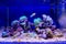 Dream coral reef aquarium saltwater tank