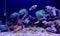 Dream coral reef aquarium saltwater tank